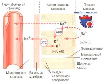 Механизмы реабсорбции в канальцах. Активный транспорт в почках