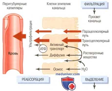 Механизмы реабсорбции в канальцах. Активный транспорт в почках