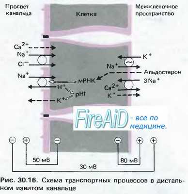 Регуляция канальцевой реабсорбции. Регуляция реабсорбции воды в дистальных канальцах.