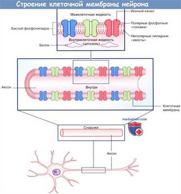 Строение клеточной мембраны нейрона