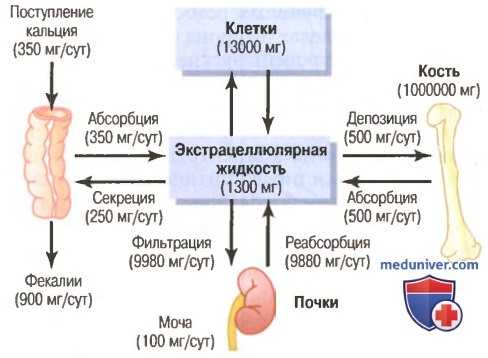 Регуляция концентрации кальция и фосфатов. Экскреция кальция и фосфатов почкой