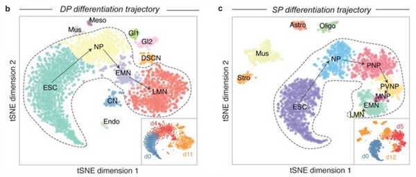Рис. 5. Последовательные стадии, которые проходят клетки при прямой и постепенной дифференцировке