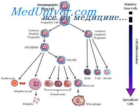стволовые клетки