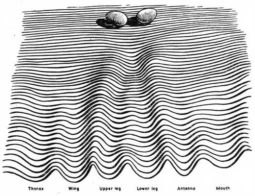 Рис. 2. Эпигенетический ландшафт Уоддингтона