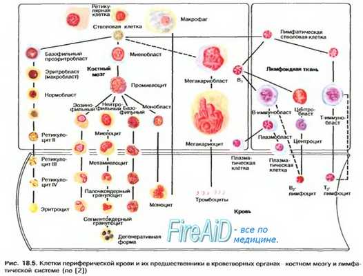 гемопоэз - кроветворение