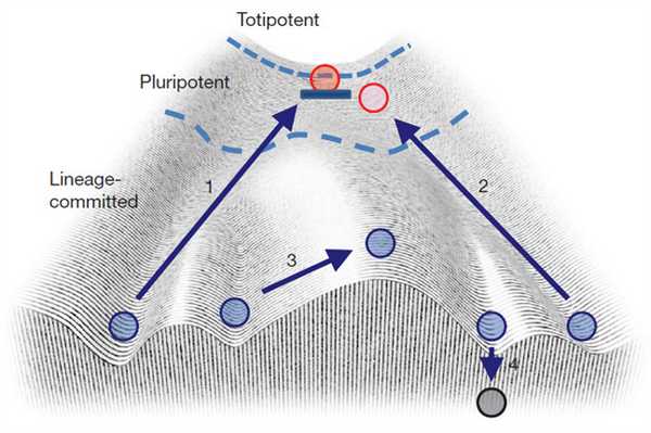 Рис. 3. Применение ландшафта Уоддингтона к репрограммированию клеток