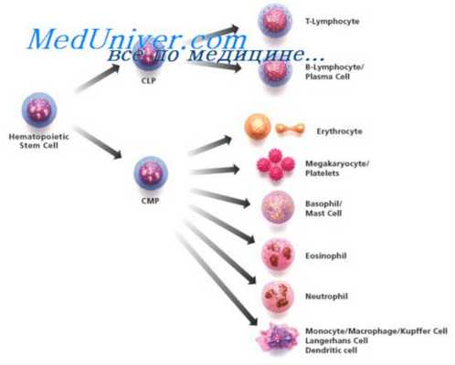 пролиферация стволовых клеток