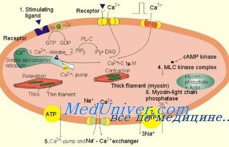 релаксация миокарда