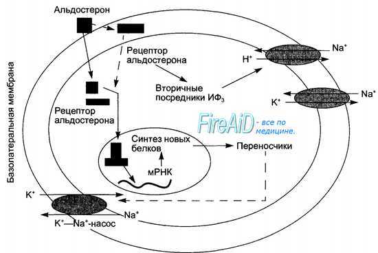 Минералкортикоиды : Альдостерон. Ренин - ангиотензин - альдостероновая система.
