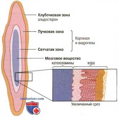 Синтез гормонов коры надпочечников. Стероиды - производные холестерола