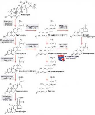 Синтез гормонов коры надпочечников. Стероиды - производные холестерола