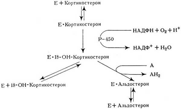Рис. 2. Схема биогенеза альдостерона из кортикостерона