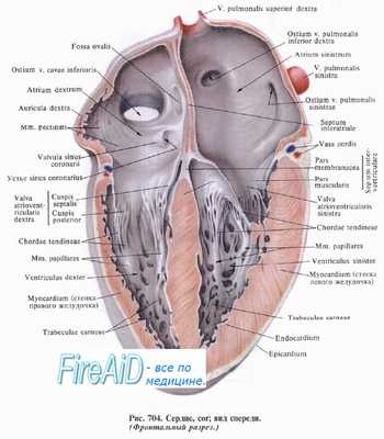 Период расслабления. Период наполнения. Преднагрузка сердца. Закон Франка—Старлинга.