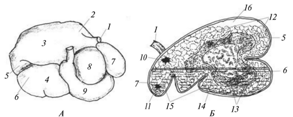 Желудок жвачного животного (крупного рогатого скота)