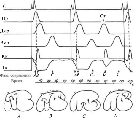 Последовательность сокращений преджелудков жвачных
