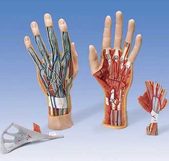 Рентген кисти