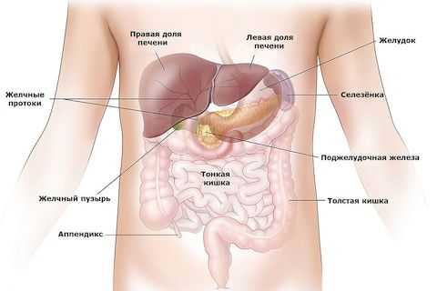 УЗИ тонкой кишки