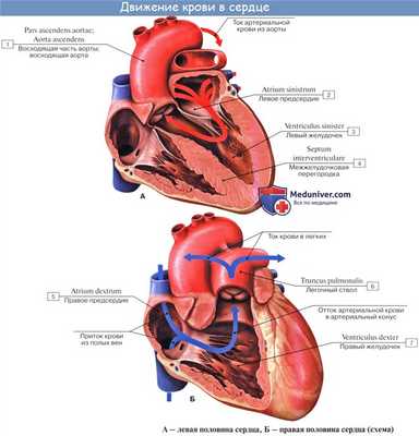 Анатомия движения крови в сердце