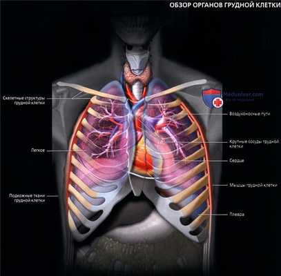 Оценка рентгенограммы грудной клетки в норме