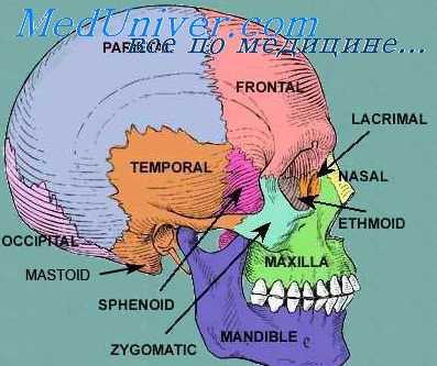 рентгенография черепа
