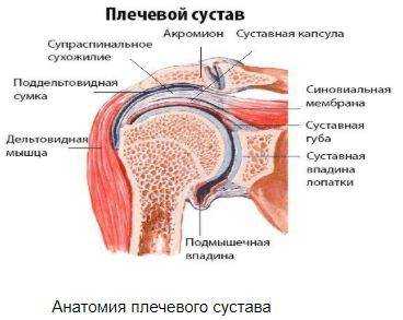 КТ плечевого сустава, анатомия