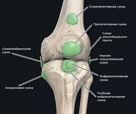 Коленный сустав защищают от повреждений несколько сумок