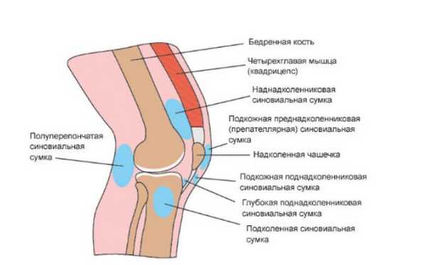 Синовиальные сумки коленного сочленения