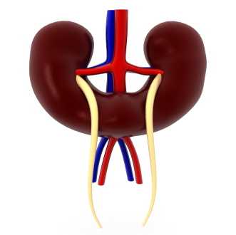 Подковообразная почка