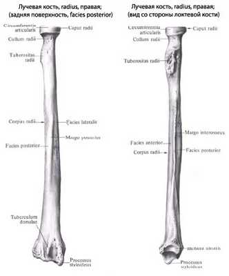 Структура лучевой кости