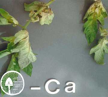 Фото Консолидирующий перелом