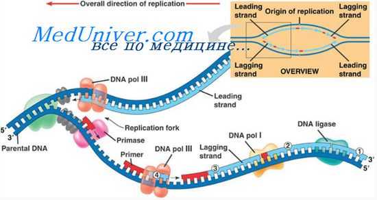 репликация днк клетки