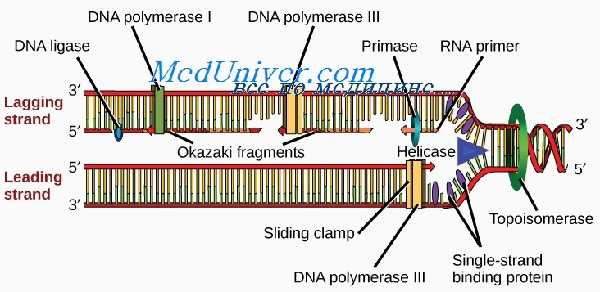 репликация ДНК