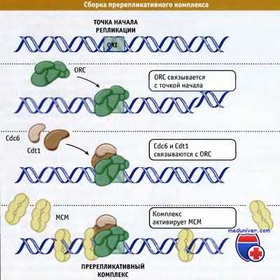 Сборка пререпликативного комплекса