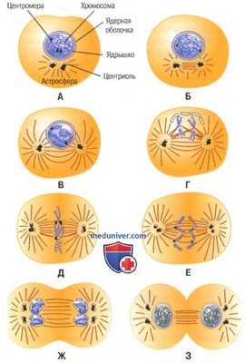 Клеточное деление