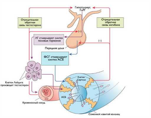 Гормональный контроль сперматогенеза