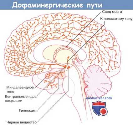 Дофаминергические пути от среднего мозга.