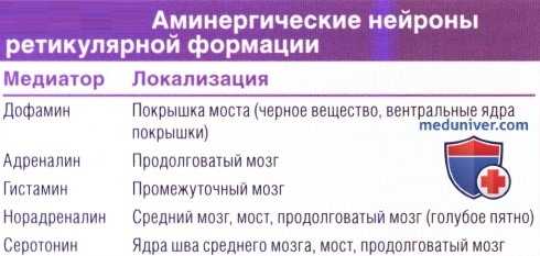 Адренергические нейроны ретикулярной формации