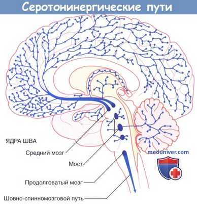 Серотонинергические пути ретикулярной формации