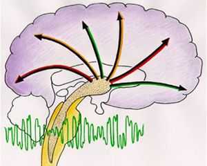 Что такое ретикулярная формация