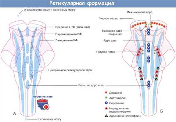 Ретикулярная формация