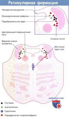 Дофаминергические пути от среднего мозга.