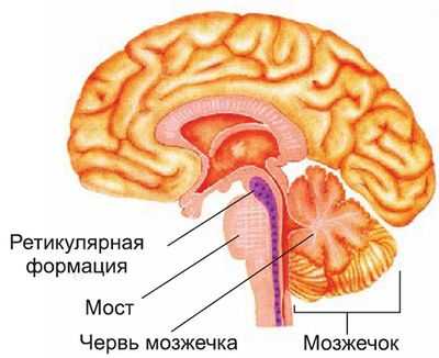 Как устроена ретикулярная формация