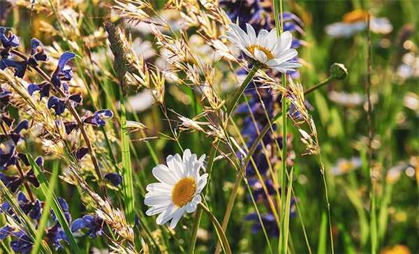 травы для волос
