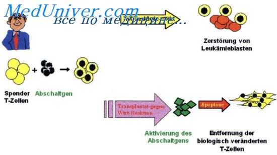 респираторные инфекции