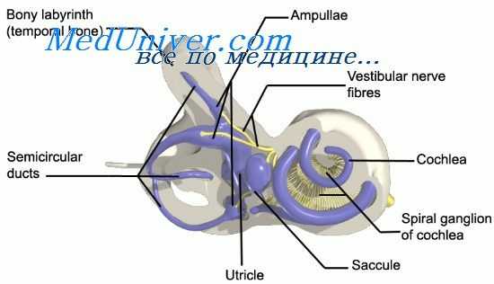нервы внутреннего уха