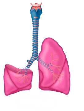 лобэктомия