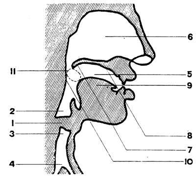 Схема голосового аппарата