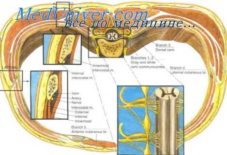 блокада межреберных нервов