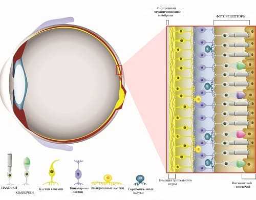 Строение слоев сетчатки