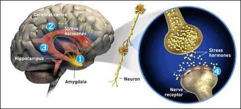Выработка серотонина